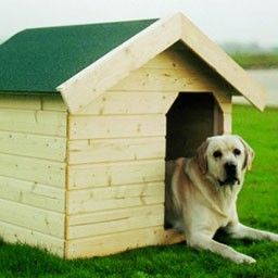 Chiens