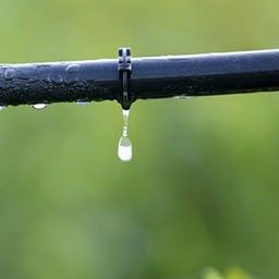 Arrosage goutte à goutte