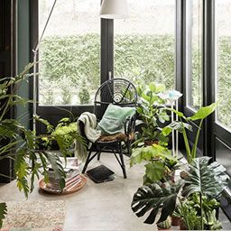 Plantes d'intérieur et accessoires