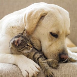 Animalerie