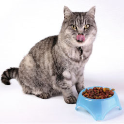 Alimentation