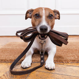 Sellerie et habillement chien