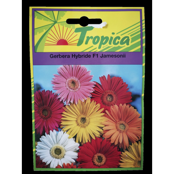 Gerbera hybride Jamesonii