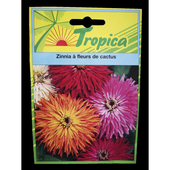 Zinnia à fleur de cactus