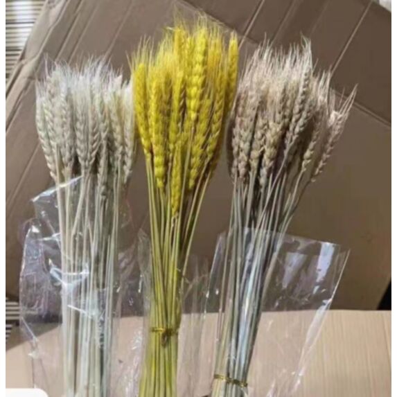 Set de 10 branches d'épi de blé séché 60 cm couleur au choix 