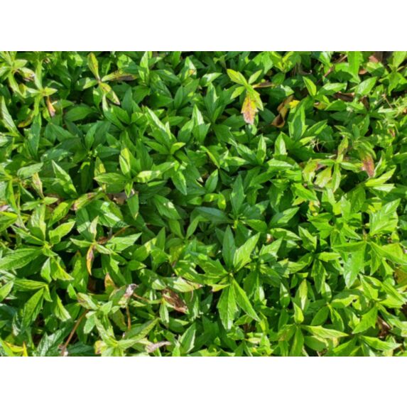 Syngonium