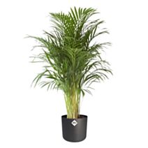 Palmier bambou multipliant 45L