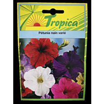Pétunia nain varié - TROPICA