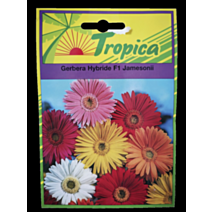 Gerbera hybride Jamesonii