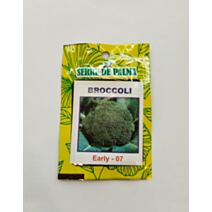 Graines de brocoli