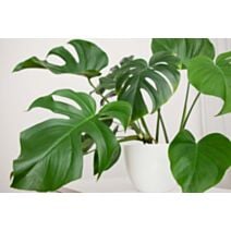 Monstera