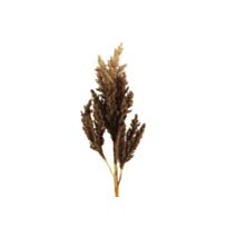 Fleur artificielle Astilbe 12x22x81cm marron - DECOSTARS